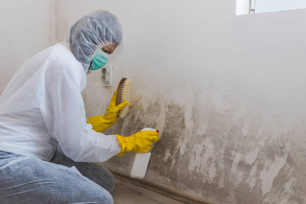 Home Mold Removal in Berthoud, CO