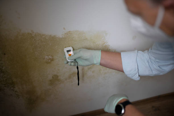 Best Home Mold Removal  in Berthoud, CO