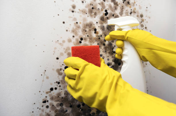 Professional Mold Removal in Berthoud, CO