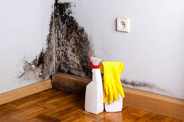 Certified Mold Removal in Berthoud, CO