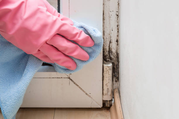 Best Certified Mold Removal  in Berthoud, CO